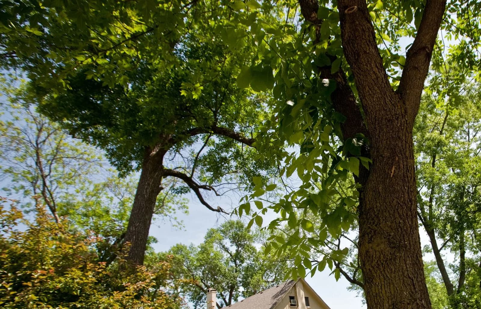 Mature oak tree beside a residential yard considered during detached ADU feasibility planning